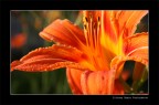 fiore fiore