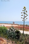 Cape Africa Cape Africa