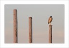 Tubular bird Tubular bird