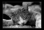 Sleep Baby Sleep Sleep Baby Sleep
