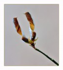 Come-due-corna-D'Alce