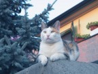 Gatto da guardia Gatto da guardia
