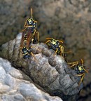Trovo fotografare un nido di vespe difficile perch� se ci sono pi� esemplari non si s� a quale dare maggiore importanza, inoltre di rischiano delle punture dolorose.
Questo nido era della grandezza giusta e tre esemplari si sono messi in una posizine da difesa che mi � piaciuta, ma poi mi sono dovuto allontanare...

Commenti sempre graditi

versione a 1100 px 

http://www.omarcapelli.com 

Nikon D700 + Sigma 180 mm

F 16 1/5 Flash sb 800