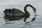 Renzo-Cigno nero Renzo-Cigno nero