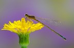 Un mondo di colori per la libellula Un mondo di colori per la libellula