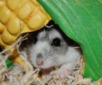 cricetino cricetino