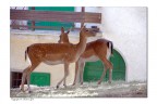 i fratellini i fratellini