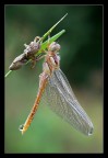 Libellula