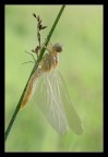 Eterea Eterea