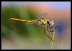 Libellula Libellula