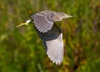 Nitticora Nitticora