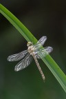 Aeshna_cyanea Aeshna_cyanea