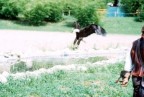 Aquila Aquila