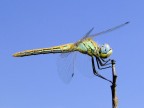 libellula