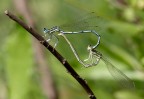 damigelle - coppia damigelle - coppia