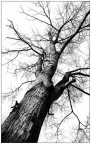 Un albero � sempre interessante da riprendere in qualsiasi stagione.
Il difficile � farlo in forma non banale.
La prospettiva, il bianco e nero, l'albero senza foglie, quasi una mano con le dita protese verso il cielo come a prendere qualcosa....
A Voi critiche e giudizi!
Grazie