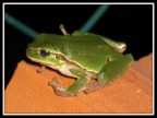 Raganella Notturna
