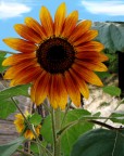 Che bel sole Che bel sole