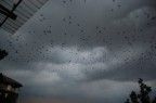 Uccelli che scappano dal temporale Uccelli che scappano dal temporale