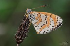 Farfallina I^ Farfallina I^