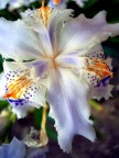 035 130709 ORCHIDEA 035 130709 ORCHIDEA