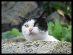 gattino 5 terre gattino 5 terre