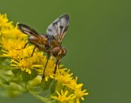tachinide tachinide