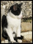 gattino.. gattino..