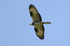 Falco Pecchiaiolo 6 Falco Pecchiaiolo 6