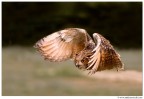 Volando Volando