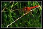 Libellula sui prati del Po Libellula sui prati del Po
