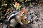 Golden-mantled ground squirrel Golden-mantled ground squirrel