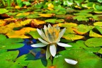 Fiore acquatico - macro ed HDR - lago Ninfa