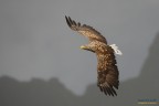 Aquila di mare-Haliaeetus albicilla Aquila di mare-Haliaeetus albicilla