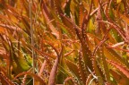 Un mare di Aloe Un mare di Aloe