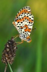 Melitaea Melitaea