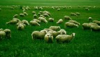 il gregge il gregge