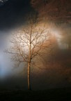 fog fog