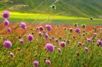 Foto scattata in digiatale il 21 Giugno 2009 a Castelluccio di Norcia.

Da questa foto in poi poster� quasi esclusivamente nuove foto digitali. Ogni tanto inserir� un analogico degli anni 60-70.