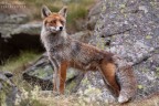 Questa volpe l'ho incontrata nei pressi di Ceresole Reale (TO), parco del Gran Paradiso. E' rimasta vicina a me per quasi un'ora, arrivando ad "assaggiare" delicatamente un mio dito. 
Dati foto: Canon EOS 50D, Canon 70-200 F4 L USM, 154mm, f/4,0, 1/80sec, ISO640, mano libera, sviluppo RAW con Lightroom 2.4;

Commenti, critiche e suggerimenti sempre ben accetti. Grazie.