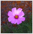 Fiore Fiore