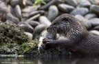 Lontra affamata Lontra affamata