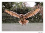 Il gufo pių fotografato del web Il gufo pių fotografato del web