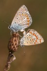 coppia verticale coppia verticale
