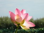 Fior di Loto Fior di Loto
