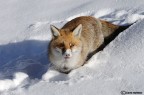 Volpe biricchina Volpe biricchina