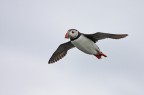 ...PUFFIN IN VOLO... ...PUFFIN IN VOLO...
