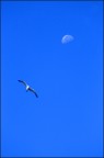 moon day... moon day...