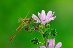 LA malva e la libellula