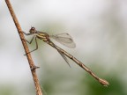 libellula